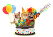 © Sergey - Funny cats with happy birthday cake. They are wearing a party hat, isolated on white background.