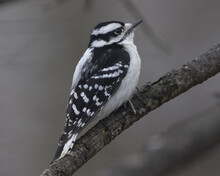 A Closeup Shot Of A Beautiful Downy Woodpecker Perched On A Branch Of A Tree