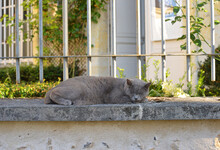 A Cat Is Laying In The Shadow On A Stone Wall Behind A Garden