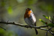 Robin on a branch partially concealed by shadow