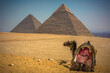The Great Pyramids and Camel