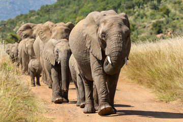 Wall Mural - African Bush Elephant, Pilanesberg National Park