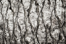 Texture Of Tropical Tree Bark In Gray Tones