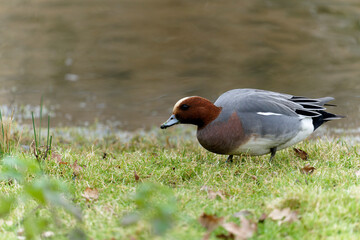 Canvas Print - Wigeon, Anas penelope,