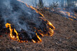 © Davis - Controlled burn in Prescott national forest