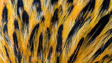 Close-ups Of Black Feather Tips On Yellow Feathers Filling The Frame,