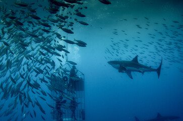 Sticker - A beautiful shot of Guadalupe island white shark dive cage