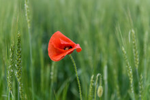 Red Poppy Flower In The Field Of Spikelets