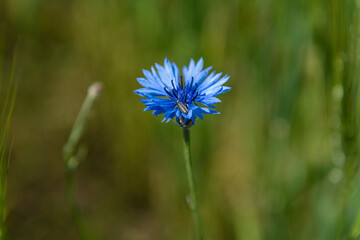 Blue beautiful flower in the middle of the field
