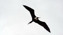 Magnificent Frigatebird (Fregata Magnificens) Flying Above The Beach In Puerto Lopez, Ecuador