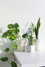 Stylish Indoor Garden Filled Devils Ivy, Snake And Bamboo Plants