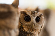 © zheng qiang - 小さい可愛いフクロウのアップ写真