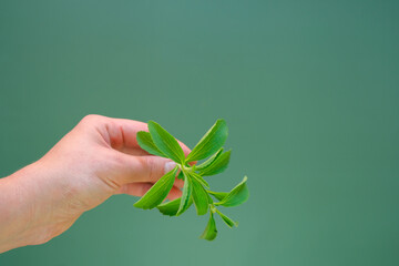 Wall Mural - Stevia rebaudiana.Stevia fresh twig in hand on green background.Stevioside Sweetener Raw Material. Organic natural low calorie sweetener