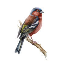Chaffinch Bird Realistic Watercolor Illustration. Hand Drawn European Small Garden And Forest Avian. Common Chaffinch Song Bird Realistic Image. Fringilla Coelebs Male On White Background