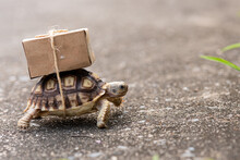 Close-up Turtle With Shipping Box On A Back,Slow Delivery On Turtle