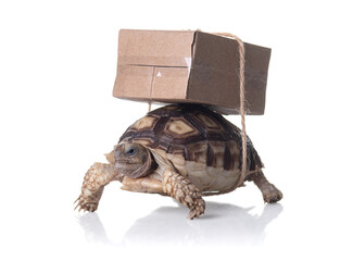 Close-up turtle with shipping box on a back,Slow delivery on turtle