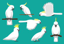 Animal Cartoon Bird Parrot Sulphur-Crested Cockatoo Vector Illustration