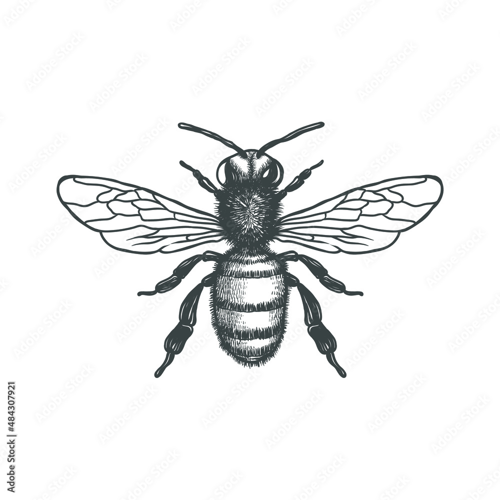 Honey Bee black and white vector illustration. Vector drawing, handrawn,  vintage, line art of Honey Bee on white background 1 Stock Vector | Adobe  Stock, image size:1000x1000