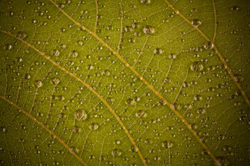 Water droplets on a yellow leaf.