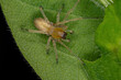 Adult Male Longlegged Sac Spider