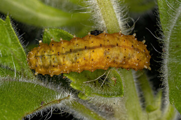 Poster - Flea Beetle Larvae