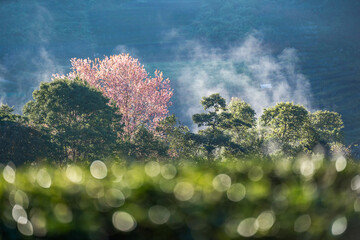 Poster - The blossoming pink Wild Himalayan cherry flowers (Thailand's sakura or Prunus cerasoides), known as Nang Phaya Sua Khrong in Thai at Tea Plantation 2000, Doi Ang Khang , Chiang Mai in Thailand..