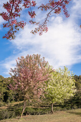 Sticker - Blossoming pink and white Wild Himalayan cherry flowers (Thailand's sakura or Prunus cerasoides), known as Nang Phaya Sua Khrong in Thai at Tea Plantation 2000, Doi Ang Khang , Chiang Mai in Thailand.