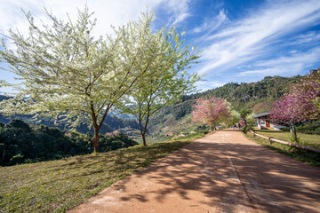 Wall Mural - Blossoming pink and white Wild Himalayan cherry flowers (Thailand's sakura or Prunus cerasoides), known as Nang Phaya Sua Khrong in Thai at Tea Plantation 2000, Doi Ang Khang , Chiang Mai in Thailand.