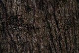 Fototapeta Desenie - texture background in the form of a tree trunk