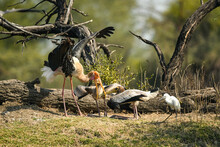 Painted Storks Or Mycteria Leucocephala Mother Feeding Her Chicks And Juvenile Birds Calling For Food An Animal Or Bird Behavior At Keoladeo National Park Or Bharatpur Bird Sanctuary Rajasthan India
