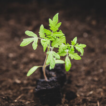 Square, Young Tomato Seedling Plant Standing On The Ground
