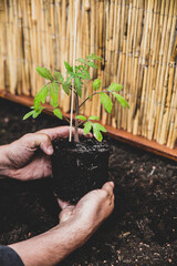 Replant of a tomato seedling plant in the garden