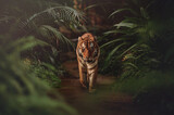 Fototapeta Koty - tiger in the forest