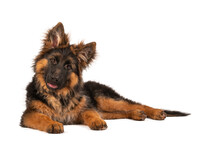 Adorable German Shepherd Puppy Looking Straight Into Camera. Photo Is Taken In Studio With White Background.