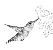 Illustration Realistic Graphic Drawing Of A Small Caliber Bird Collects Nectar From A Flower 