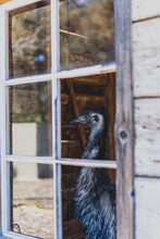Emu Looking Through Glass Window
