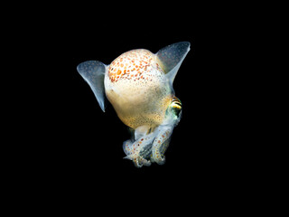 Bobtail Squid from Mediterranean sea, little Cuttle fish - Sepiola sp. in the night on a black background