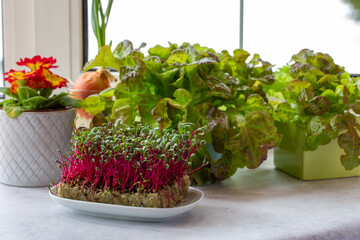 Wall Mural - Potted fresh lettuce and micro greens (microgreens) of swiss chard,  culinary herb on the windowsill. Winter landscape outside the window. Kitchen garden.