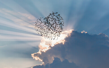 Poster - Silhouette of heart shape birds flying above the blue clouds, sun rays in the background