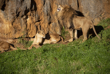 Poster - Lion and lioness in heat and in reproduction