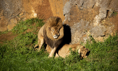 Canvas Print - Lion and lioness in heat and in reproduction