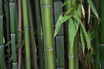  Bamboo bacground banner size	