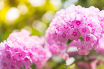 Wall Mural - Delicate phlox flowers. Flowering garden phlox, perennial or summer phlox in the garden on a sunny day.