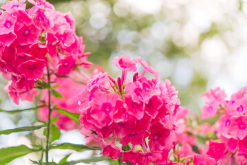 Wall Mural - Delicate phlox flowers. Flowering garden phlox, perennial or summer phlox in the garden on a sunny day.