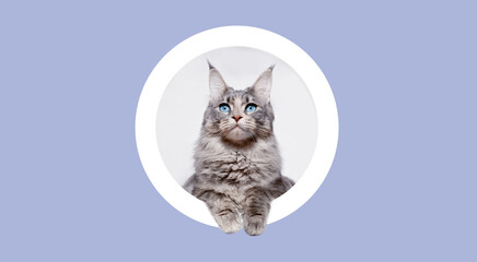 Fluffy cat Maine Coon breed climbs out of round hole in colored background. Funny large gray kitten with beautiful big blue eyes. Free space for text. Wide angle horizontal wallpaper or web banner.