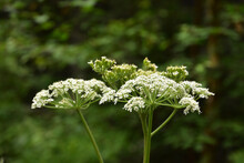 Brilliant White Blooming Queen Anne's Lace Flowers