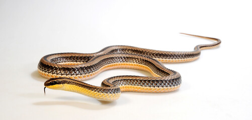 Canvas Print - Striped Beaked Snake, Beaked skaapstekker  (Kladirostratus acutus)