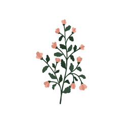 Wall Mural - Abstract pink wildflower isolated on white background. Wild flower floral botanical plant. Meadow and field herb. Delicate spring flower illustration in hand drawn flat style