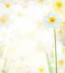 Wall Mural - daffodil flowers. abstract, floral, bokeh background. illustration.