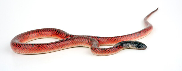 Canvas Print - Dark-headed Red Falseboa, Neuwied's False Boa // Pseudoboa (Pseudoboa neuwiedii)